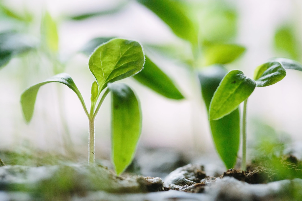 ESG Debt: A Growing Force in Sustainable Financing